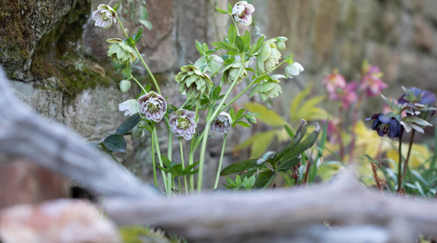 Helleborus x hybridus