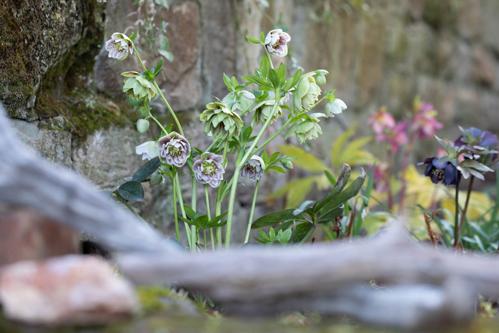Helleborus x hybridus