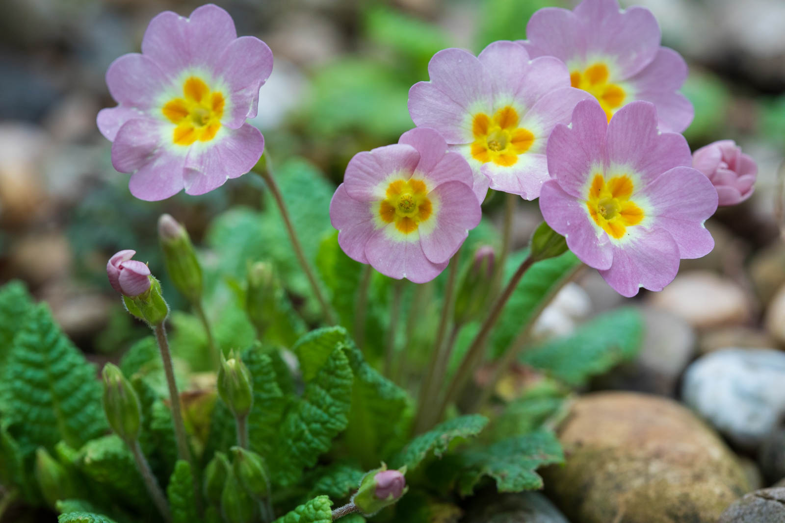 Photo: Primula vulgaris kreuzen sich bunt