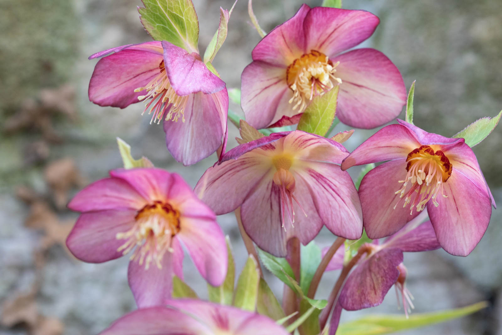 Photo: Helleborus x hybridus