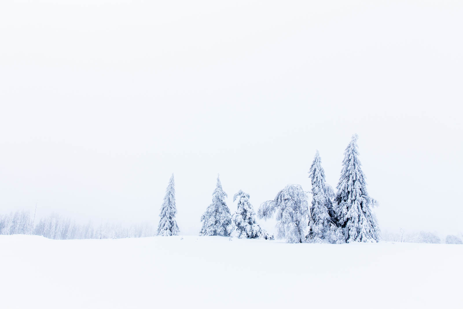 Whiteout im Schwarzwald Schnee Bäume