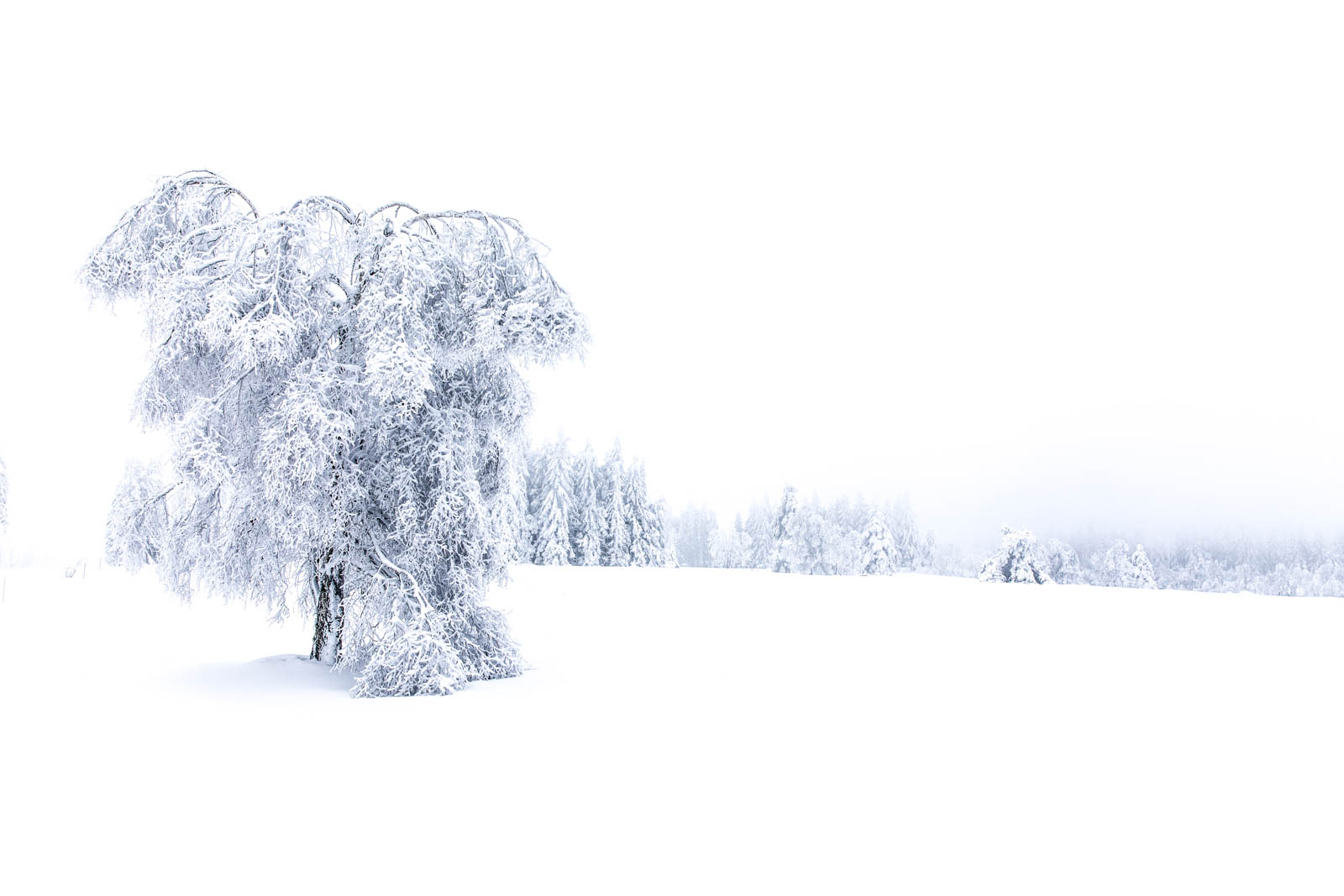 Whiteout im Schwarzwald, Baum, Schnee, Frost