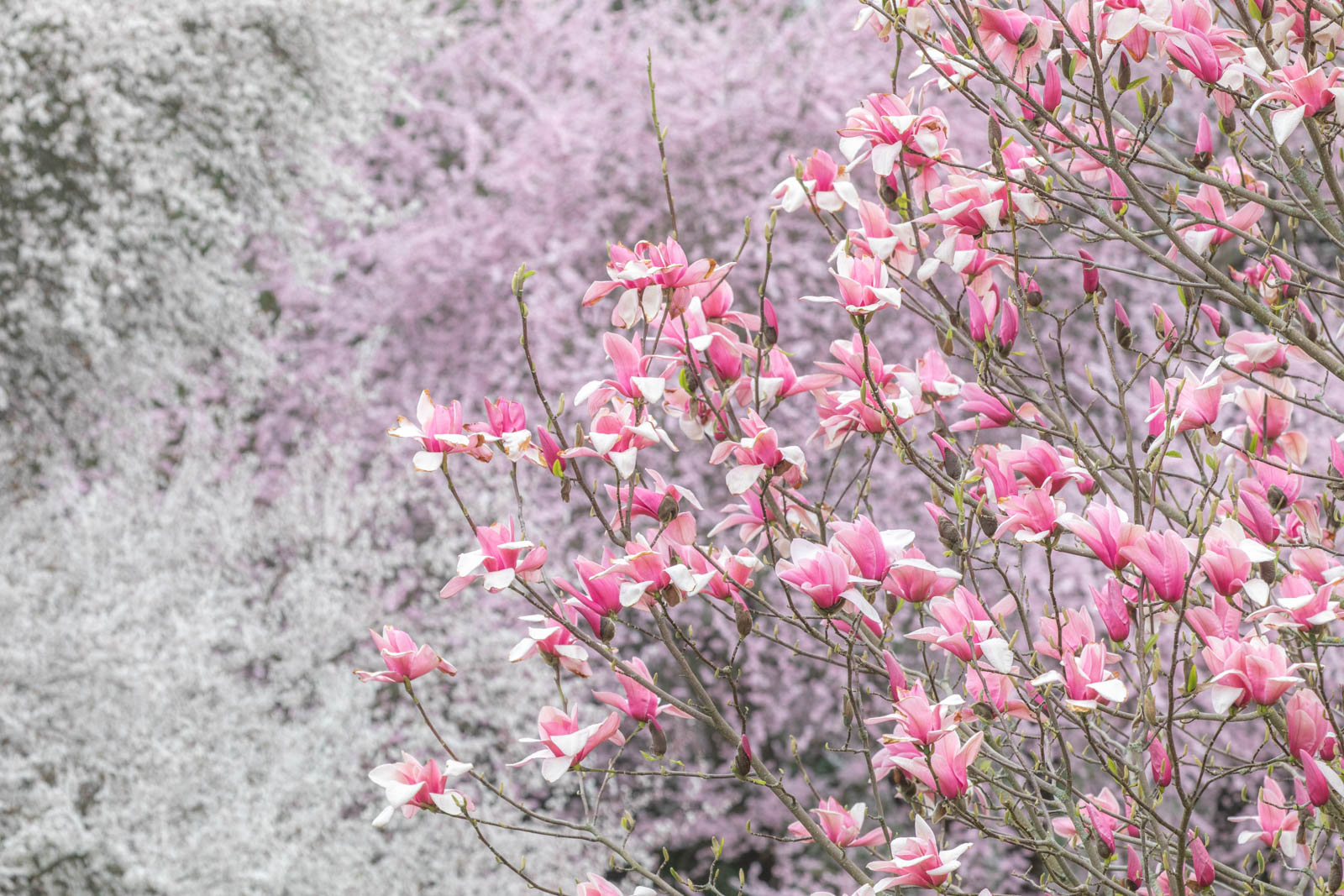 Photo: Magnolien und Krrschen