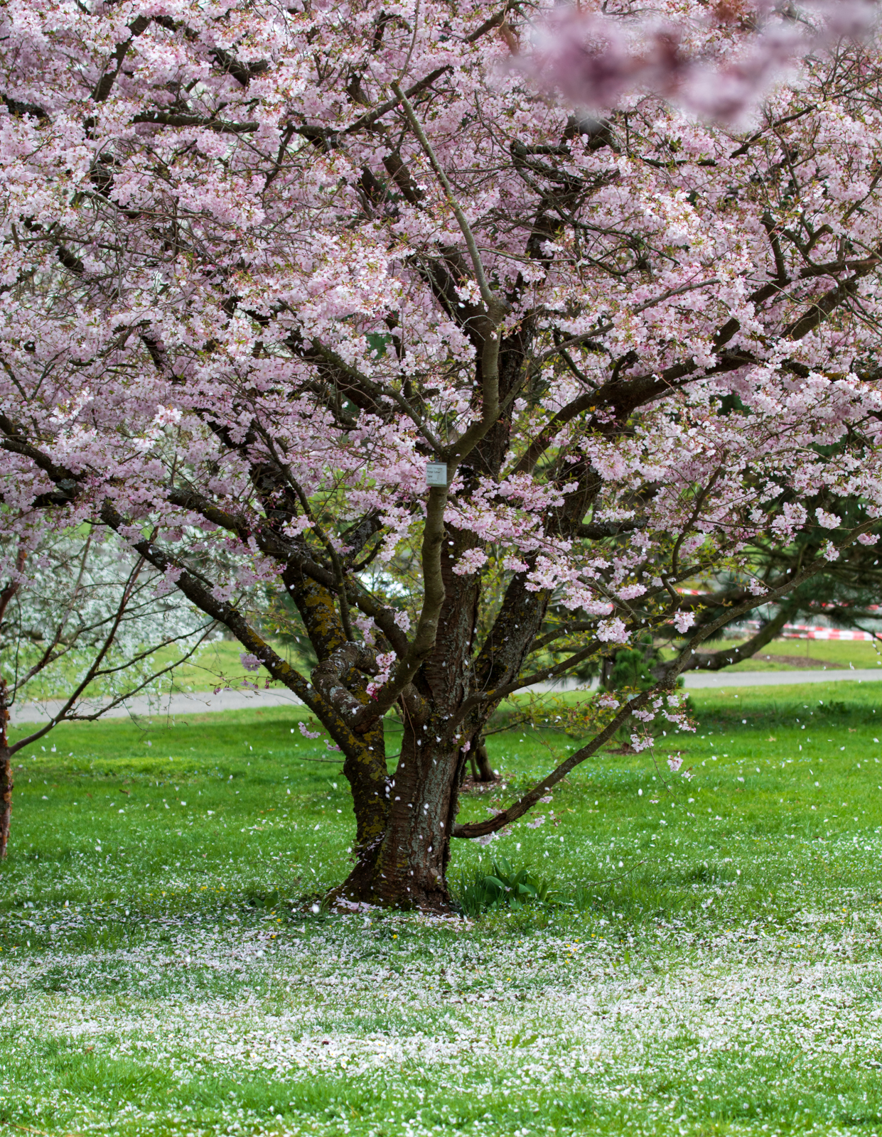 Blütenregen von Prunus "Spire", Hohenheimer Gärten, Stuttgart, Hohenheim, Kirschblüte