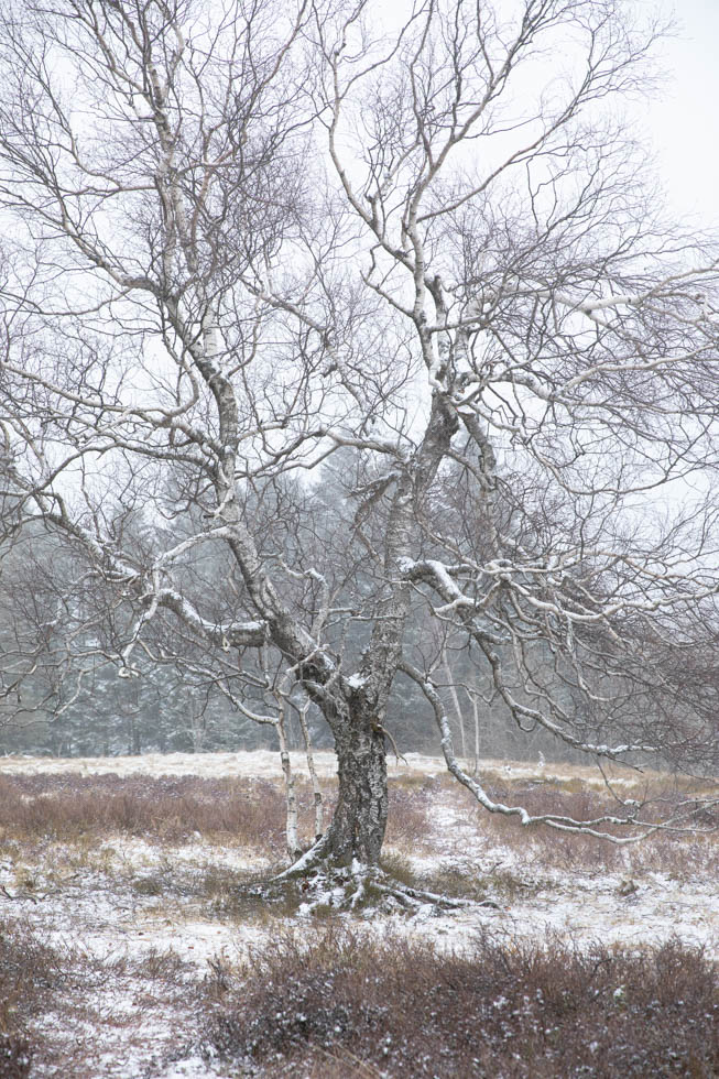 Photo: Der Schnee war eine Zierde auf den Bäumen