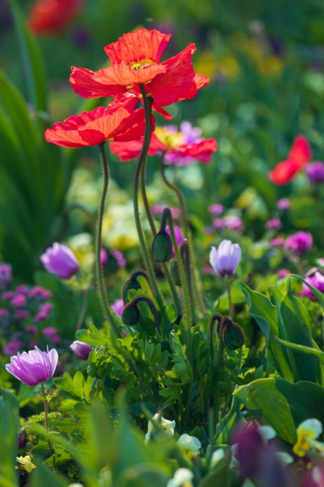 Photo: Mainau im Bl&uuml;tenmeer