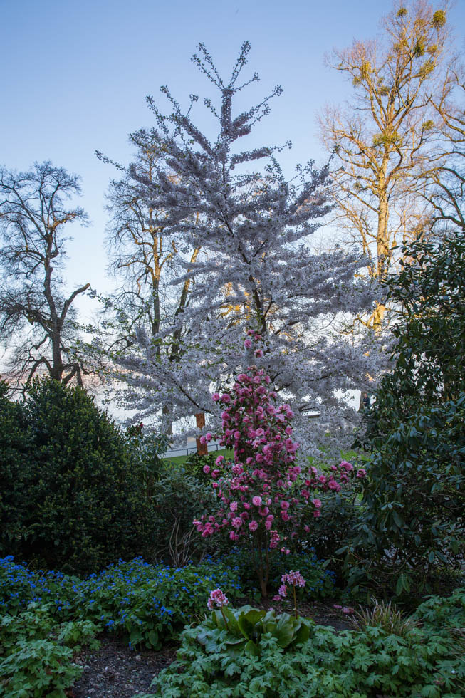 Mainau, Insel Mainau, Bodensee, Prunus und Camelia