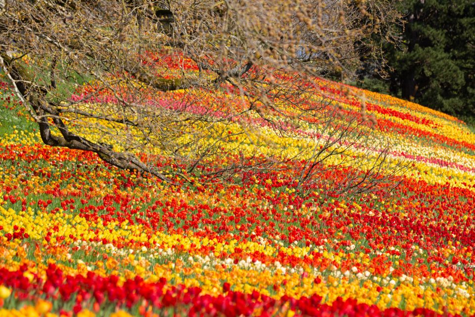 Photo: Mainau im Bl&uuml;tenmeer