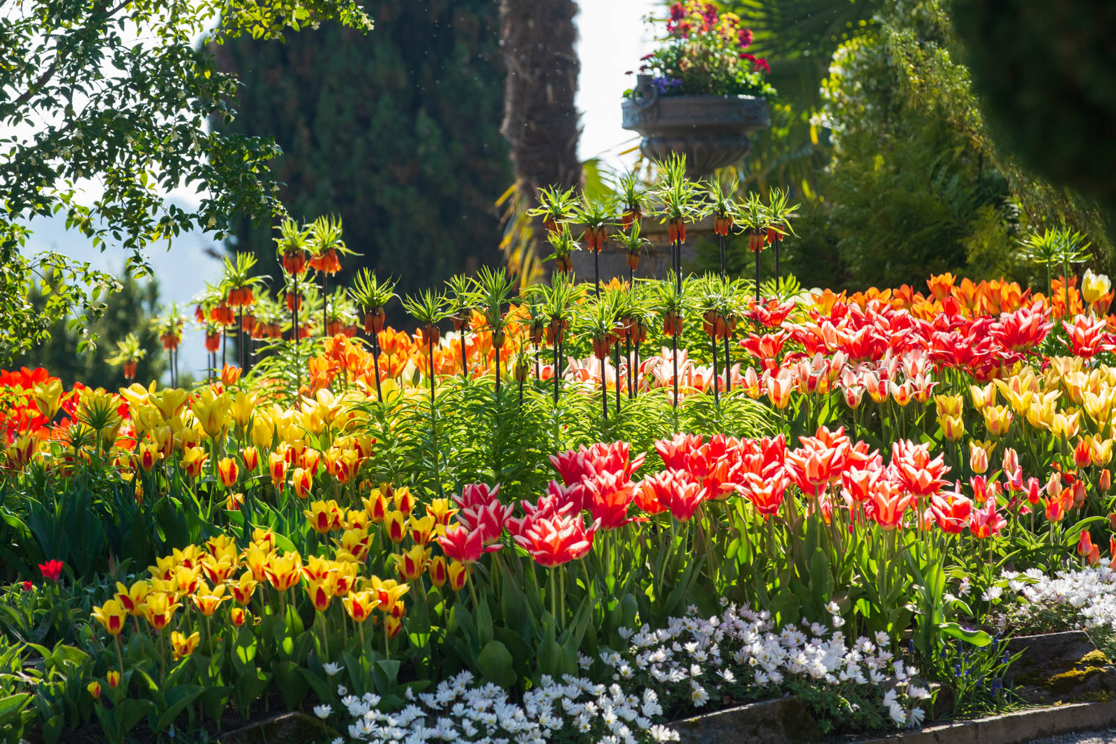 Kaiserkrone, Tulpen und Fritillaria imperialis im Gegenlicht, Mainau, Insel Mainau, Bodensee