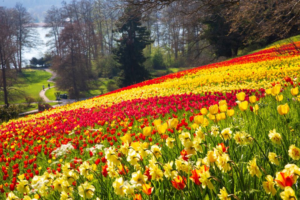Photo: Mainau im Bl&uuml;tenmeer