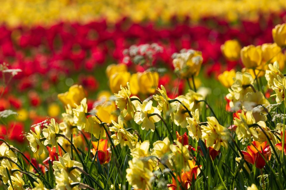 Photo: Mainau im Bl&uuml;tenmeer