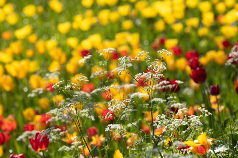 Photo: Mainau im Bl&uuml;tenmeer
