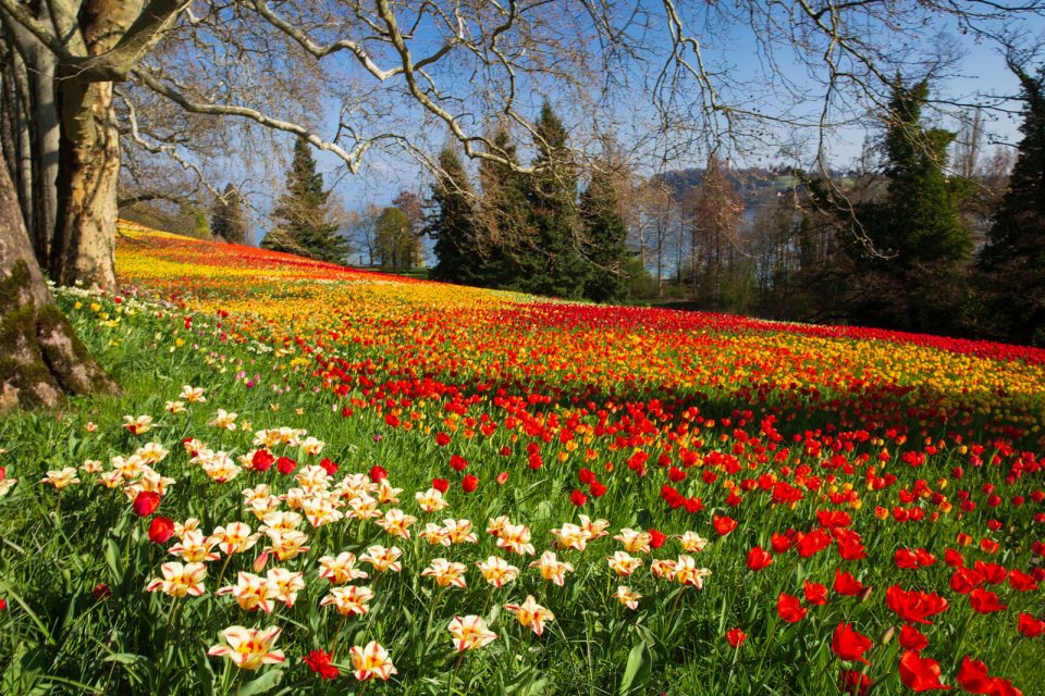 Photo: Mainau im Bl&uuml;tenmeer