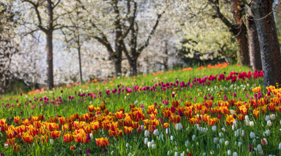 Tulpen und Kirschblüte, Mainau, Insel Mainau, Bodensee