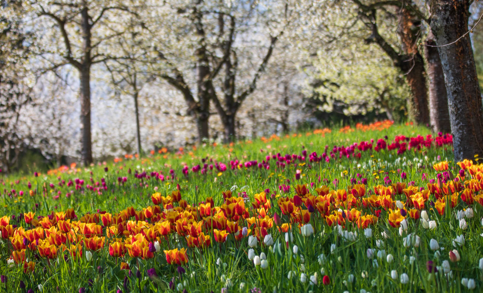 Tulpen und Kirschblüte, Mainau, Insel Mainau, Bodensee