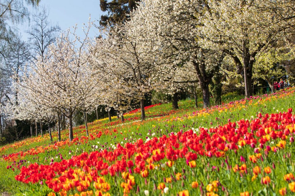 Photo: Mainau im Bl&uuml;tenmeer