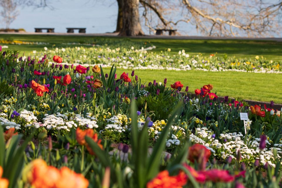 Photo: Mainau im Bl&uuml;tenmeer