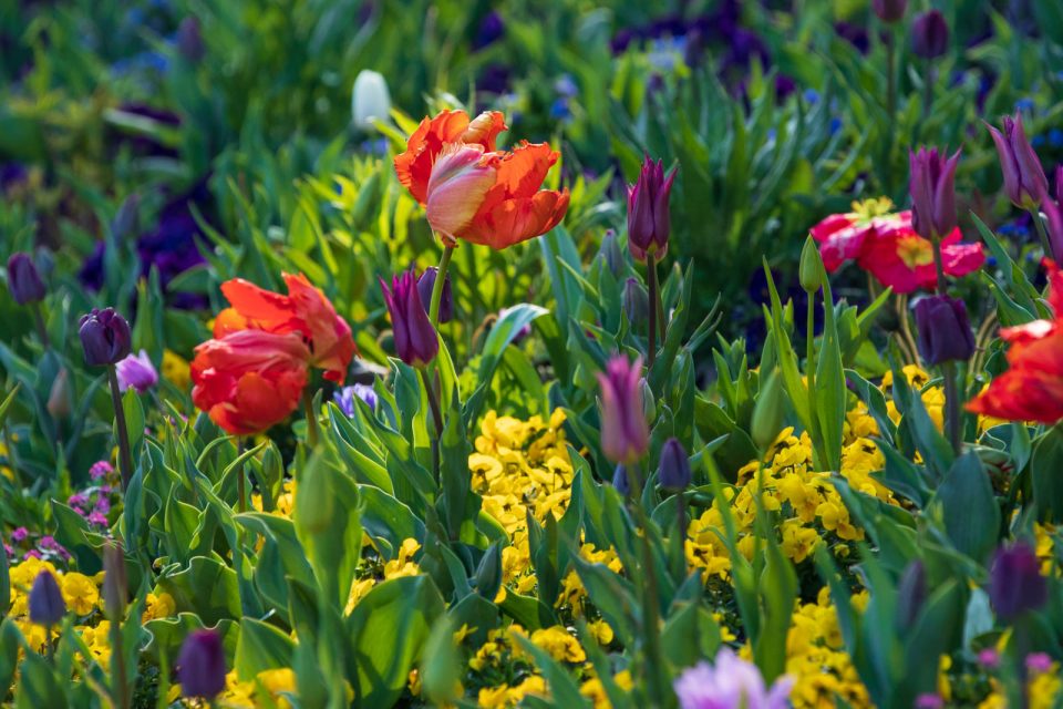 Photo: Mainau im Bl&uuml;tenmeer