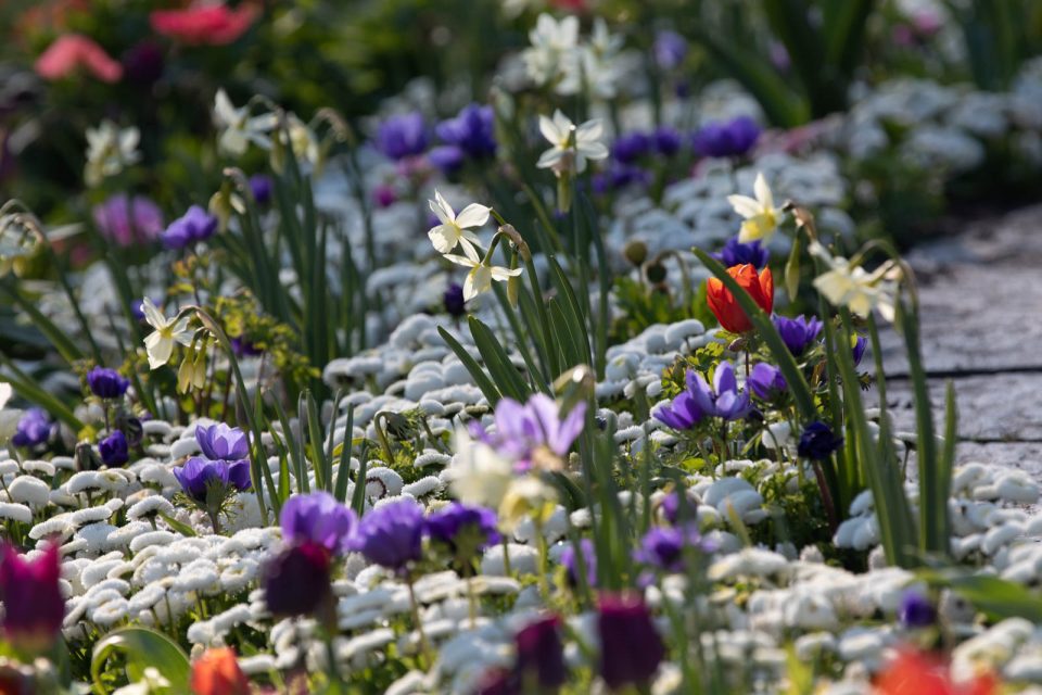Photo: Mainau im Bl&uuml;tenmeer