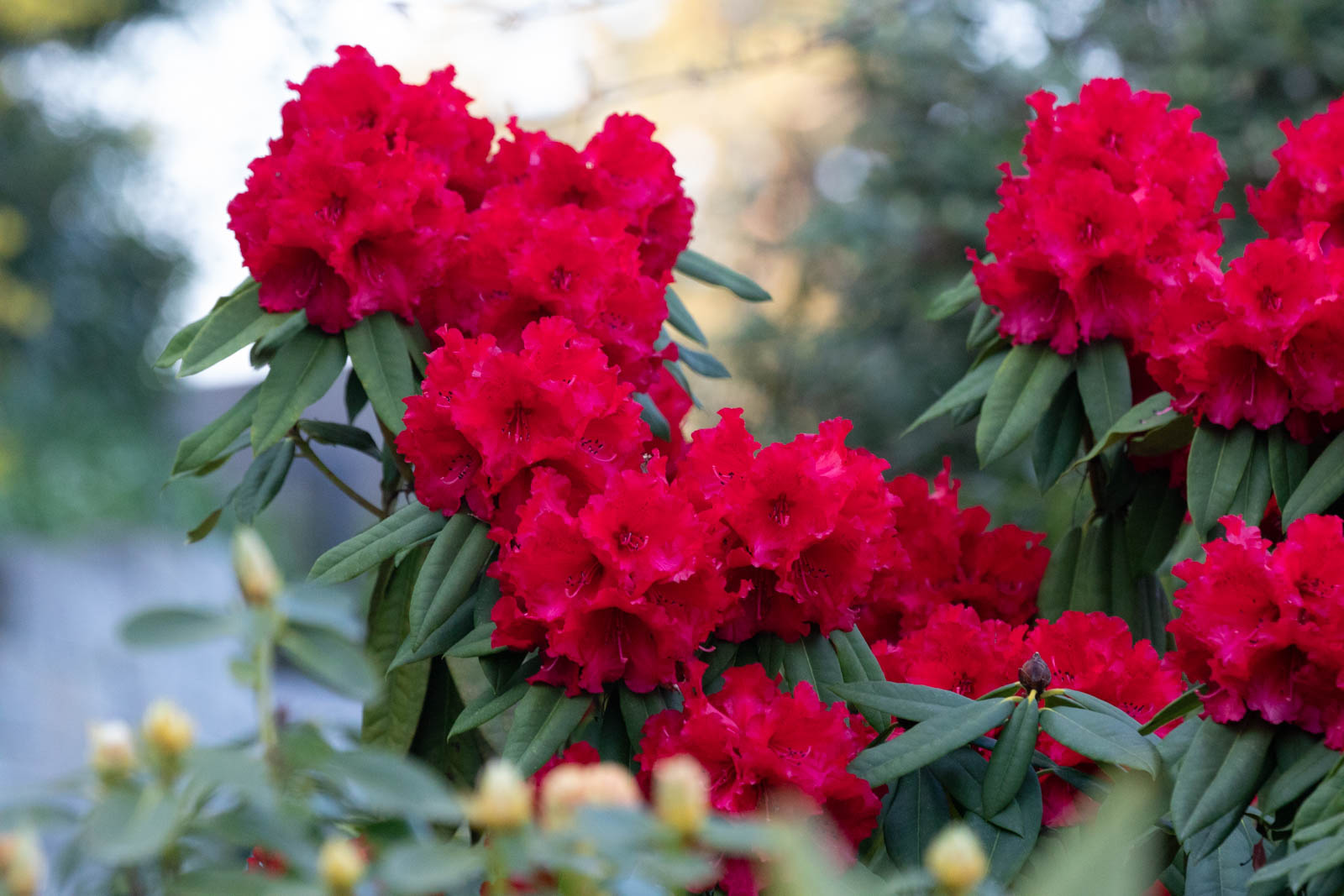 Photo: Der erste Rhododendron blüht