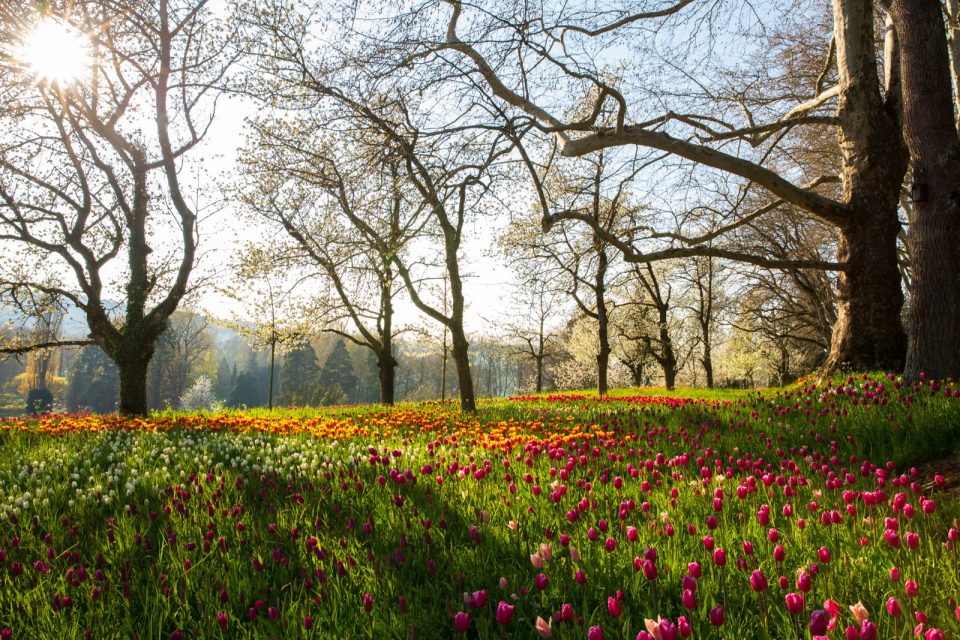 Photo: Mainau im Bl&uuml;tenmeer