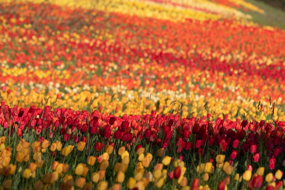 Photo: Mainau im Bl&uuml;tenmeer