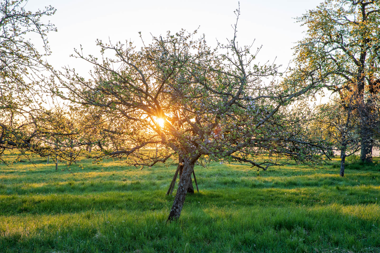 Photo: Sonnenaufgang in der Streuobstwiese, direkt ins Licht fotografiert