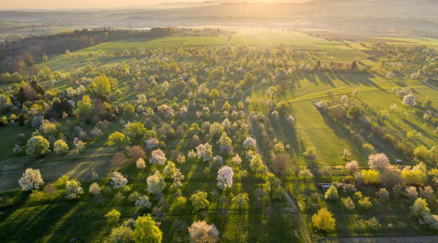 Streuobstwiese im Sonnenaufgang, Apfelblüte, Drohne, Mavic 2 Pro