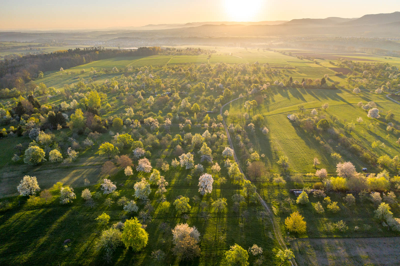 Streuobstwiese im Sonnenaufgang, Apfelblüte, Drohne, Mavic 2 Pro