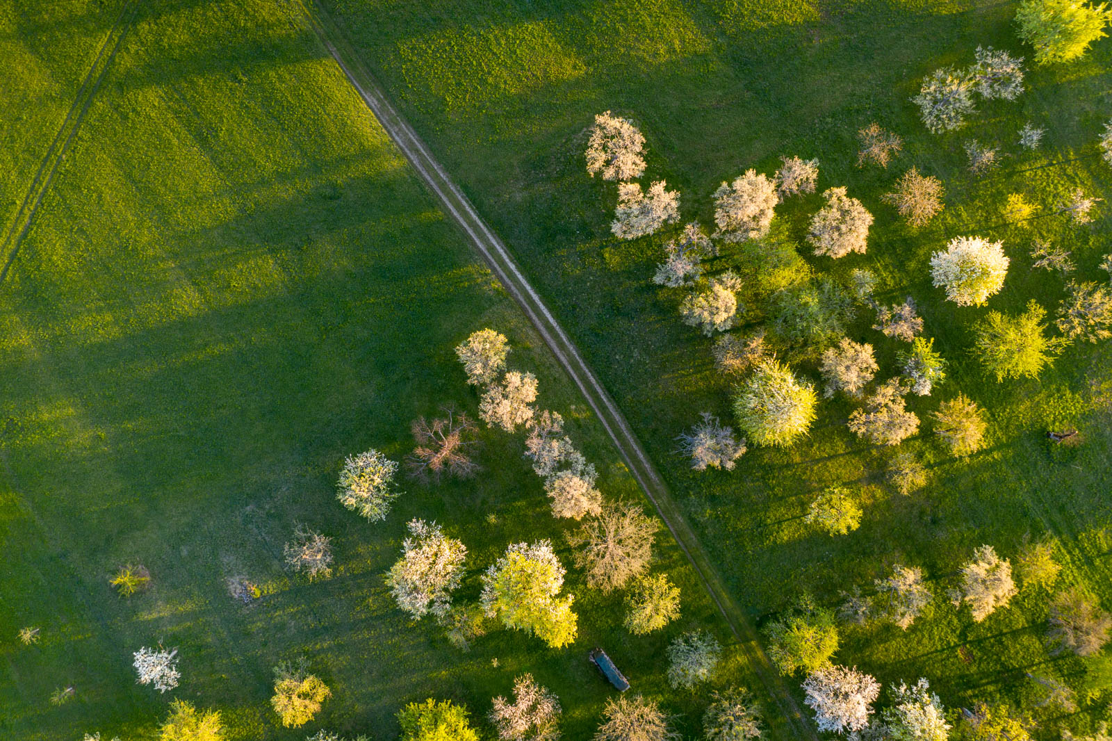 Streuobstwiese im Sonnenaufgang, Apfelblüte, Drohne, Mavic 2 Pro