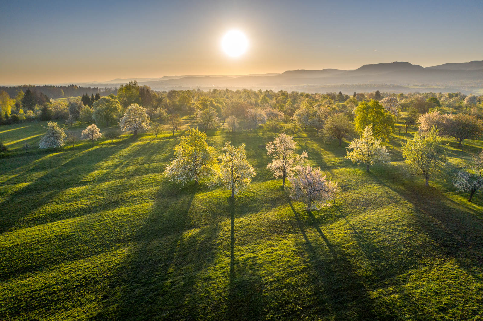 Streuobstwiese im Sonnenaufgang, Apfelblüte, Drohne, Mavic 2 Pro