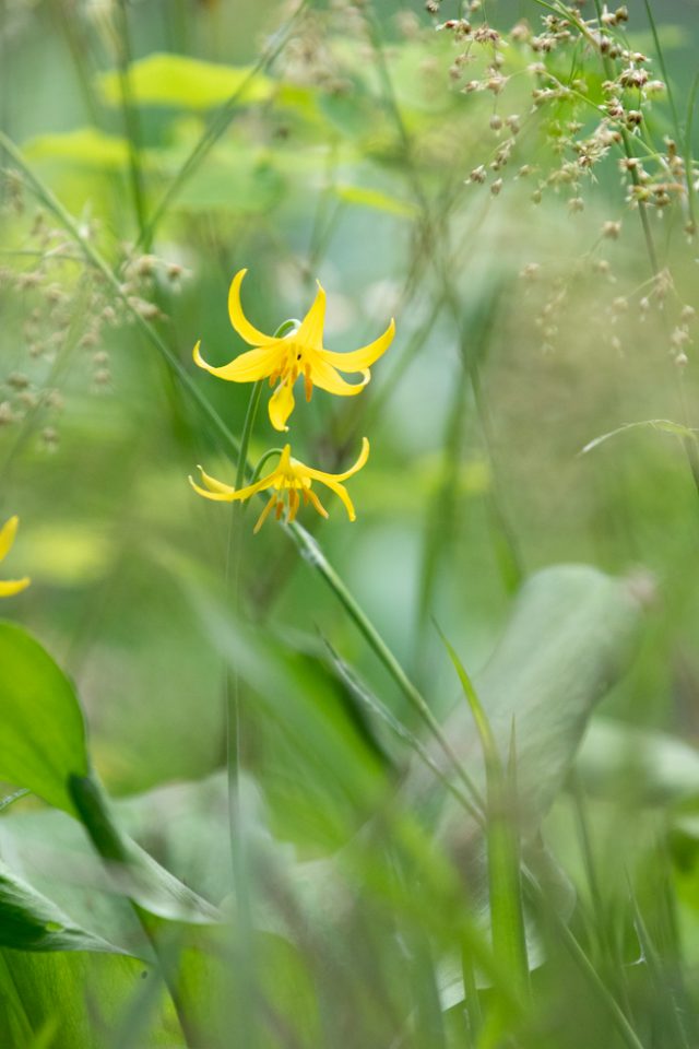 Photo: Der Hermannshof - das Gartenparadies