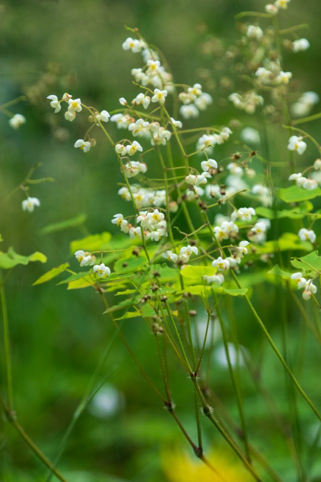 Photo: Der Hermannshof - das Gartenparadies