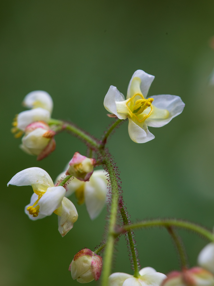 Photo: Besondere Blüte von Epimedium pubigerum