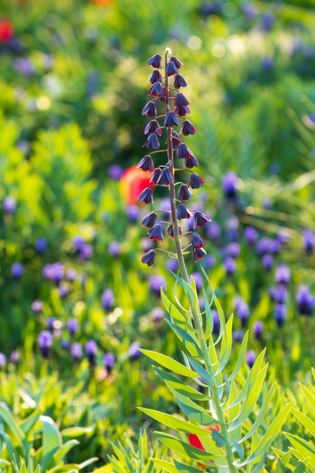 Photo: Der Hermannshof - das Gartenparadies