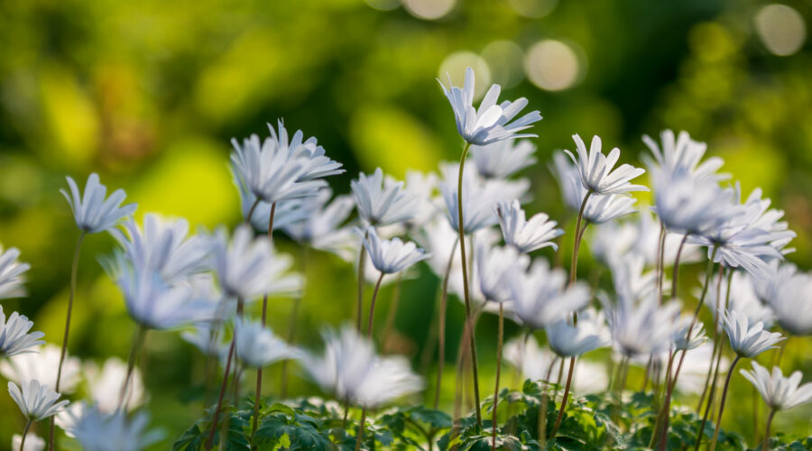 Anemone apeninna mit Bokeh fotografiert, Hermannshof Weinheim, Bokeh