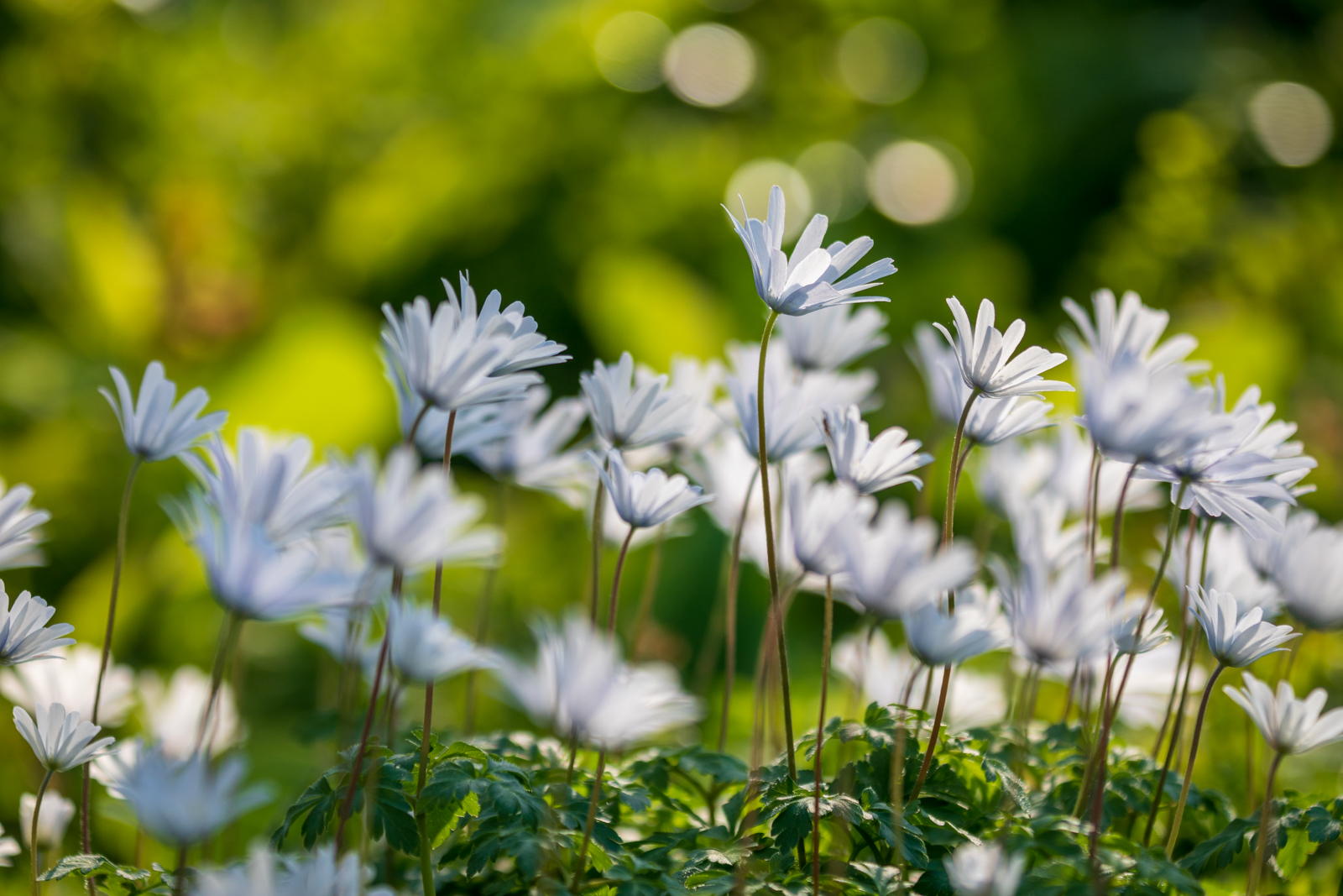 Anemone apeninna mit Bokeh fotografiert, Hermannshof Weinheim, Bokeh