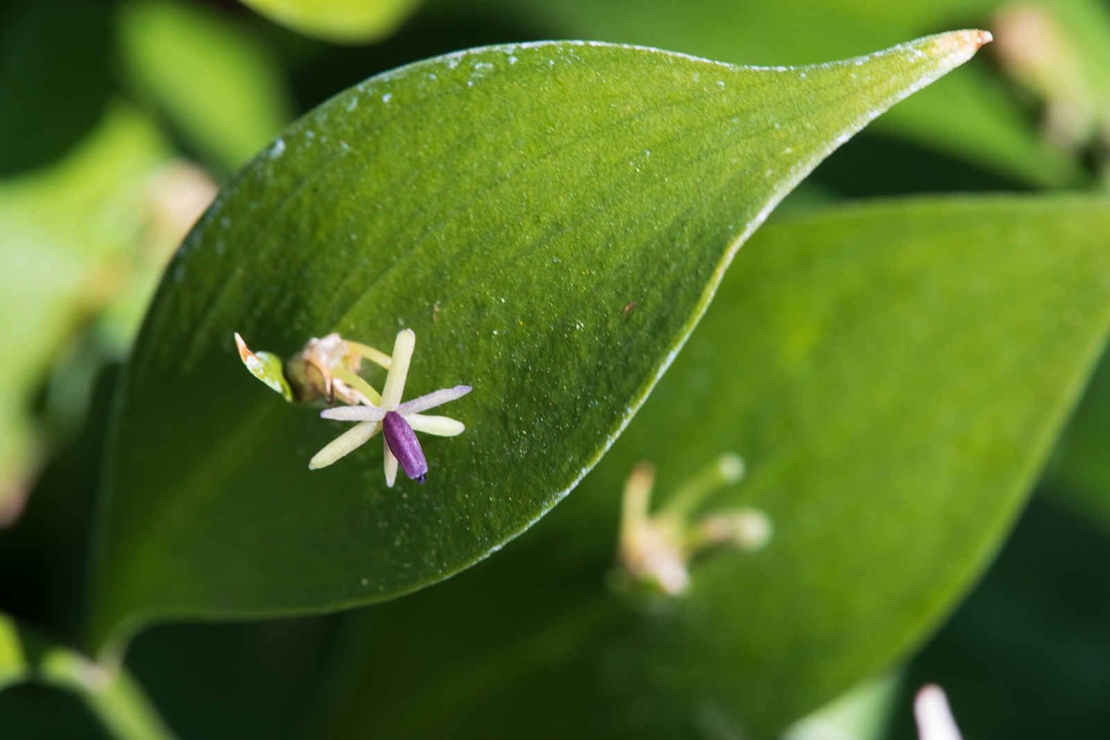 Ruscus hypoglossum, Hermannshof Weinheim, Blüte, Mäusedorn