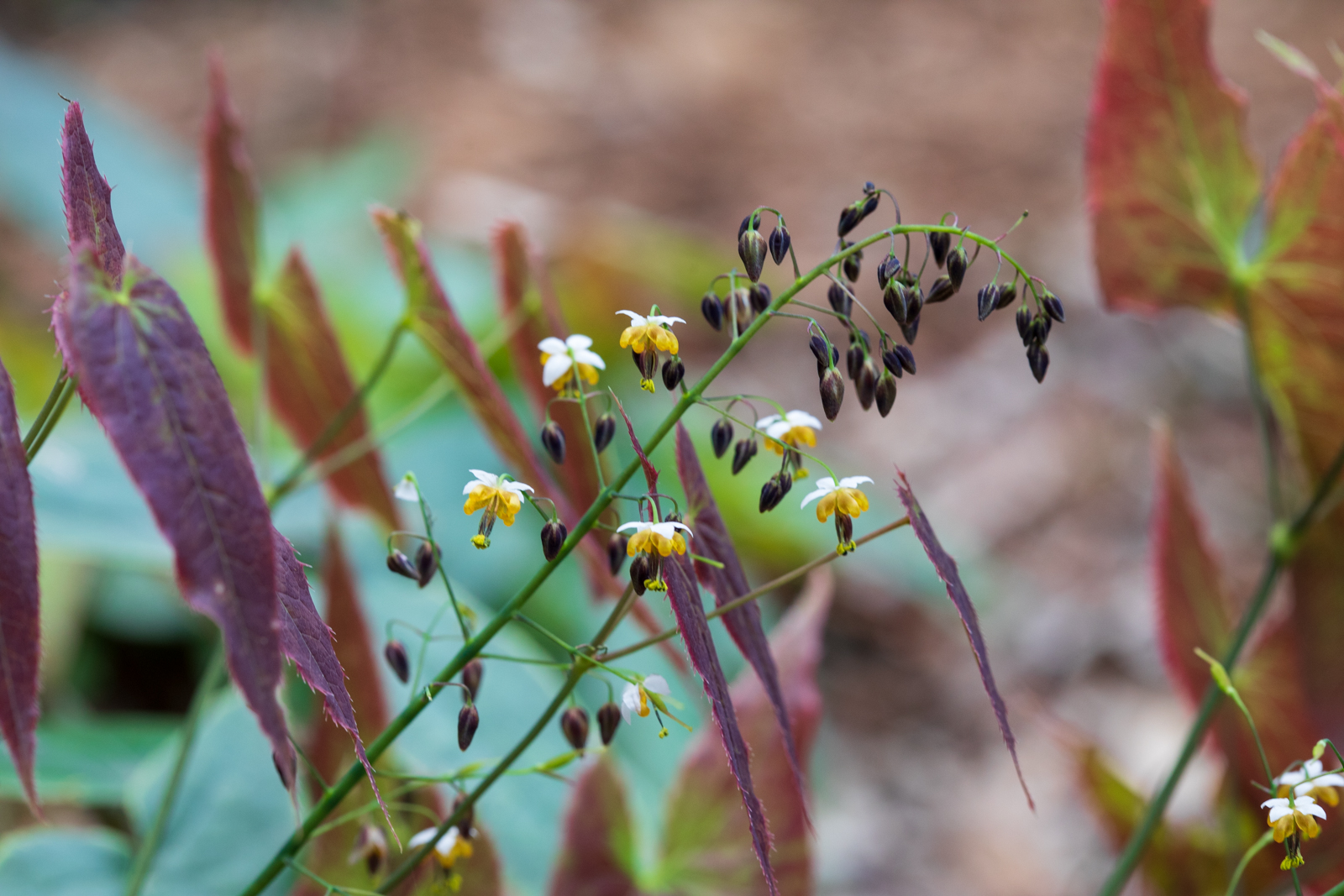 Hermannshof Weinheim, Epimedium sagittatum Warlord, Elfenblume