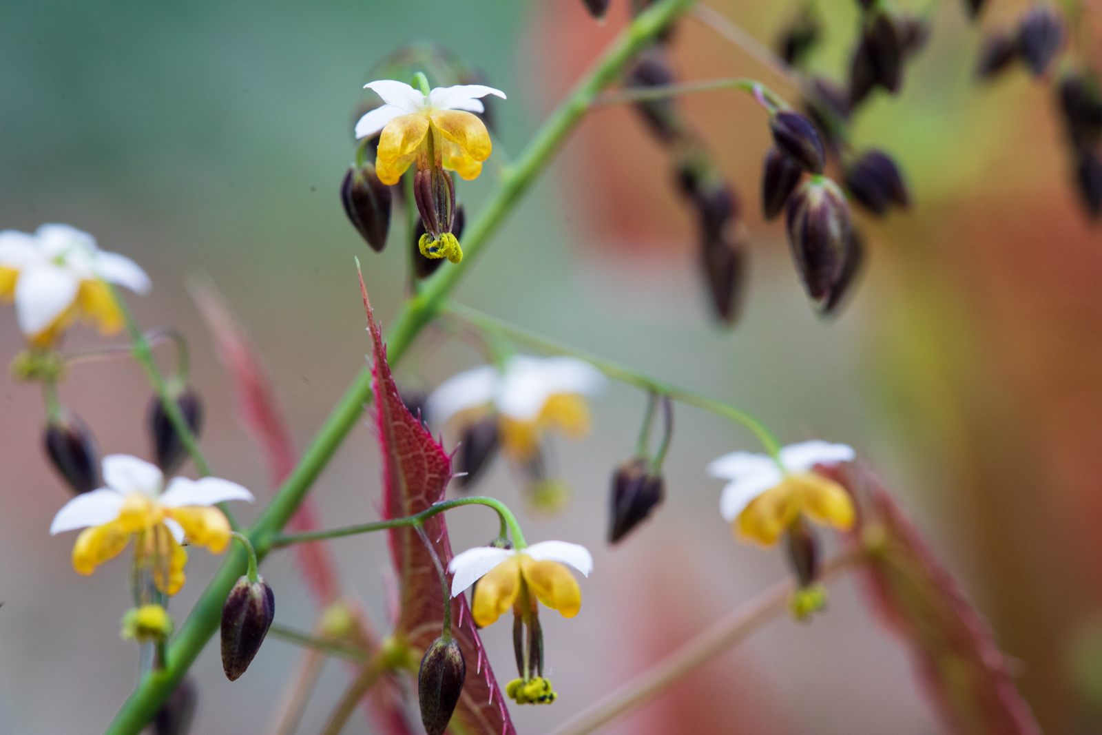 Epimedium sagittatum Warlord, Hermannshof, Weinheim, Elfenblume