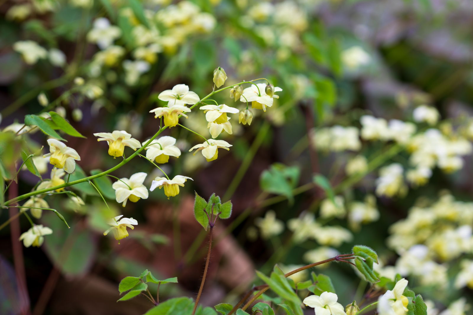 Epimedium, Hermannshof Weinheim