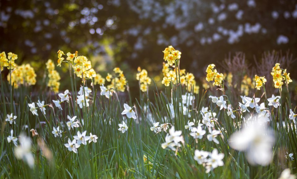 Photo: Der Hermannshof - das Gartenparadies
