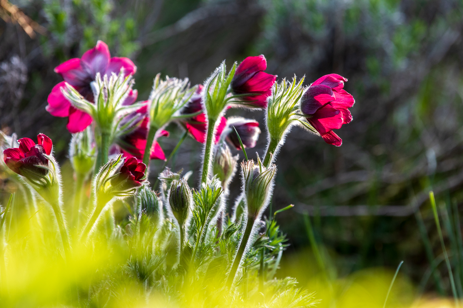 Pulsatilla, Hermannshof Weinheim