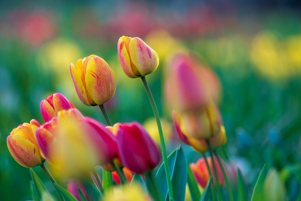 Photo: Der Hermannshof - das Gartenparadies