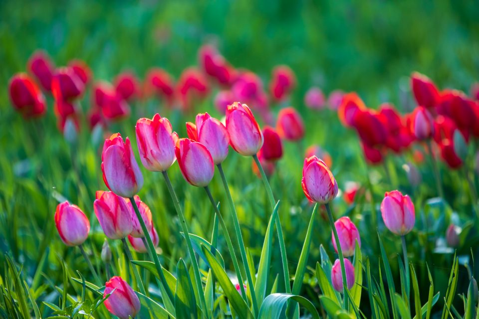 Photo: Der Hermannshof - das Gartenparadies
