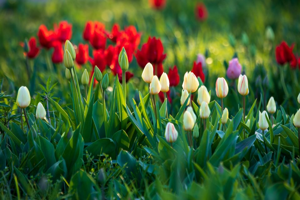 Photo: Der Hermannshof - das Gartenparadies