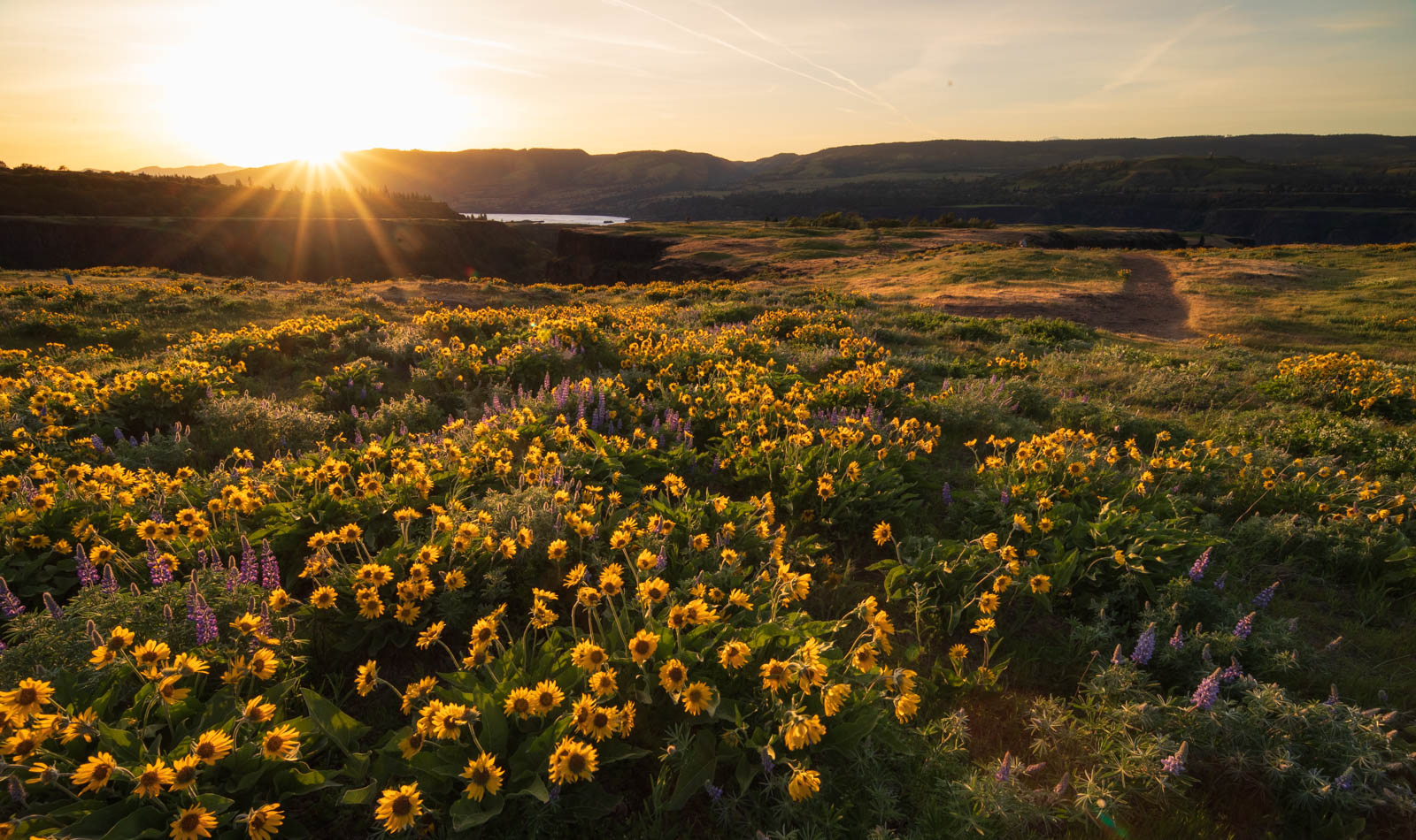 Photo: Gegenlichtstimmung an Rowena Crest