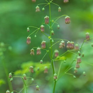 Photo: Delphinium und Balsamroot: Pflanzen im Pacific Northwest