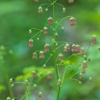 Thalictrum occidentale, männliche Blüte, Columbia Gorge im Mai