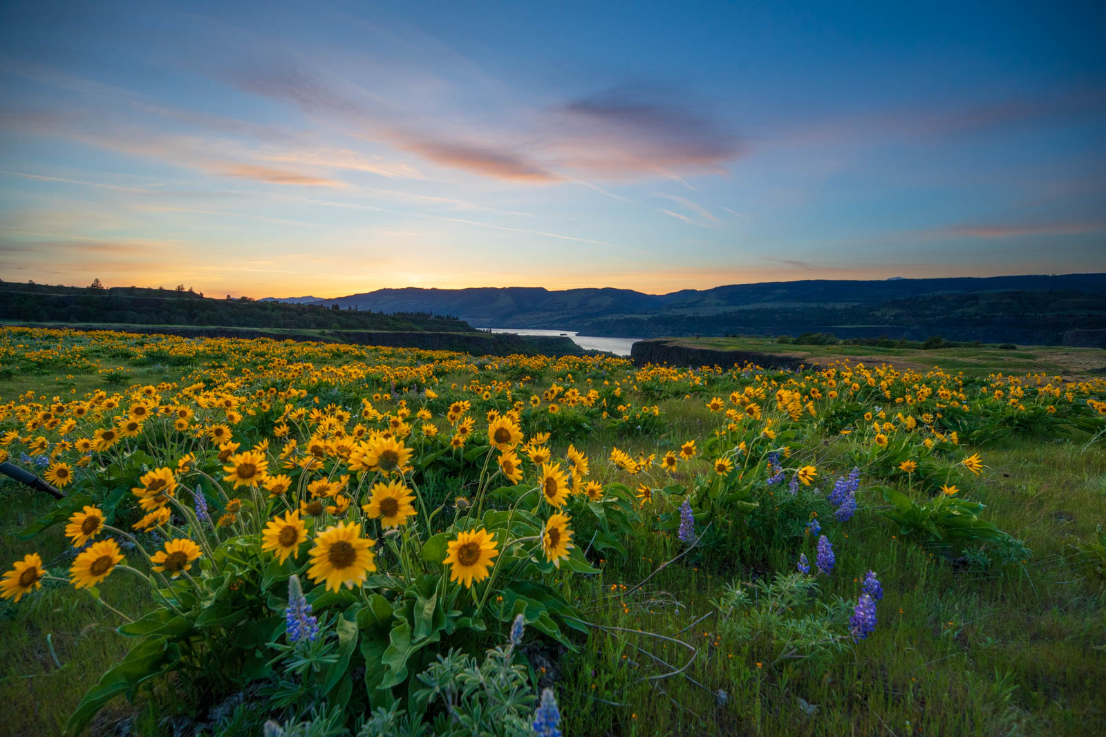 Blaue Stunde an Rowena Crest, Balsamroot